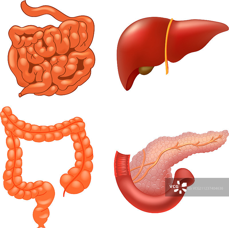 内部器官图标合集图片素材