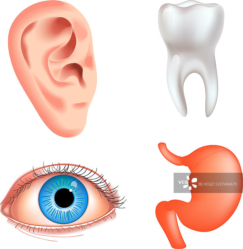 内部器官图标合集图片素材