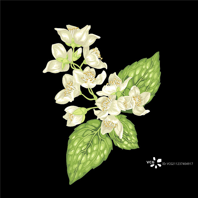 黑色背景上的茉莉花枝图案图片素材