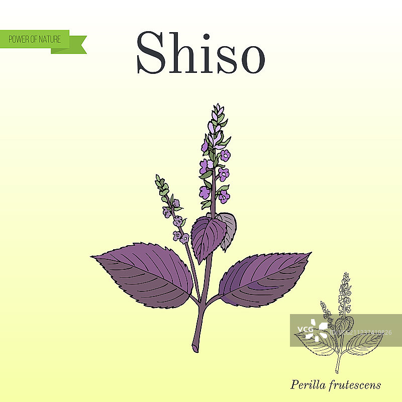 紫苏调味香料图片素材