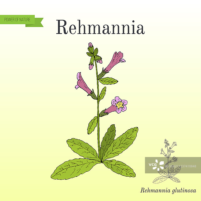 中药地黄图片素材