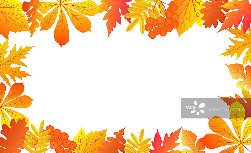 秋季背景：落叶与花楸图片素材