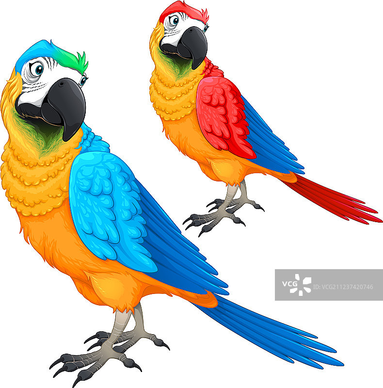 不同颜色的卡通鹦鹉图片素材