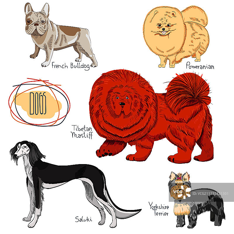 白色背景上的狗品种合集图片素材