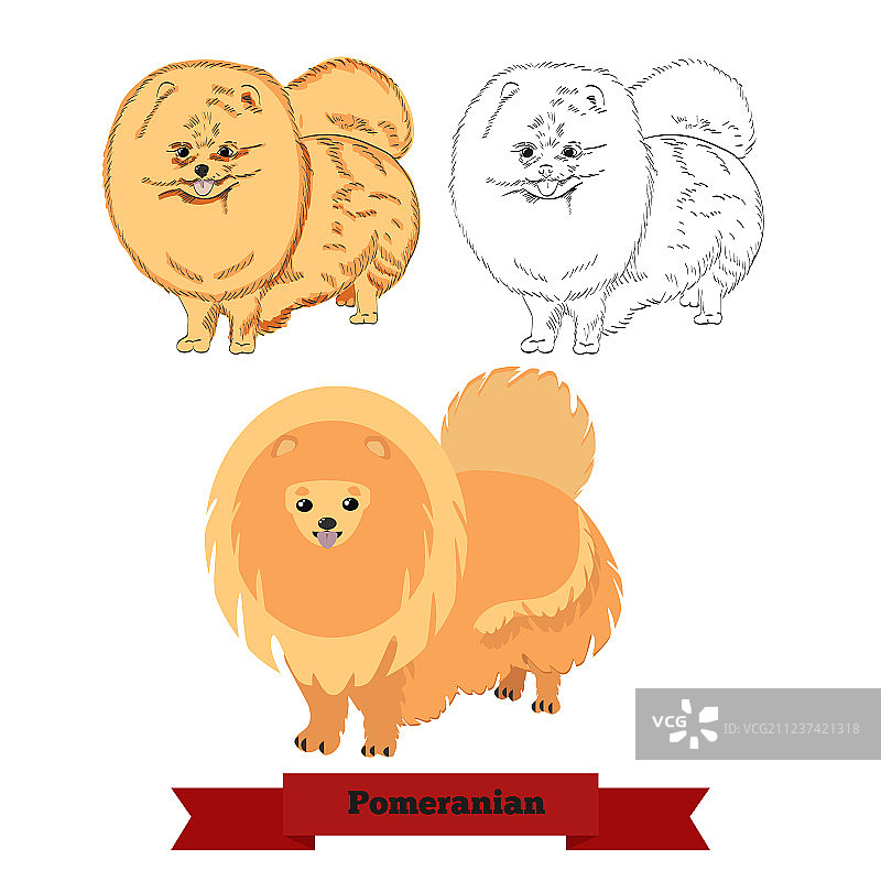 白色背景下的博美犬图片素材