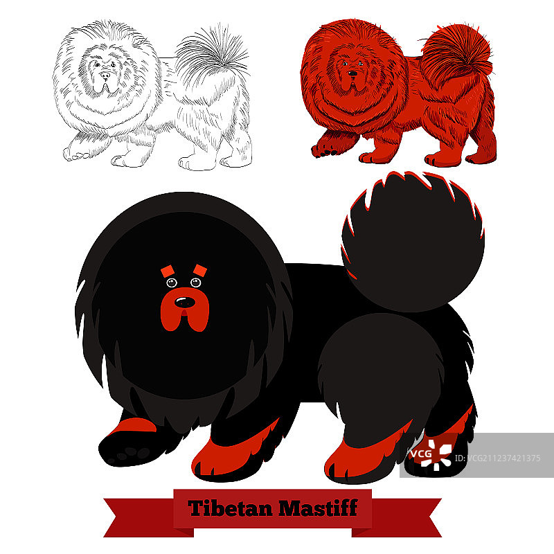 白色背景下的藏獒图片素材