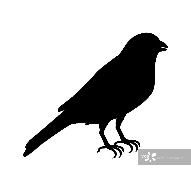 金丝雀扁平设计图片素材