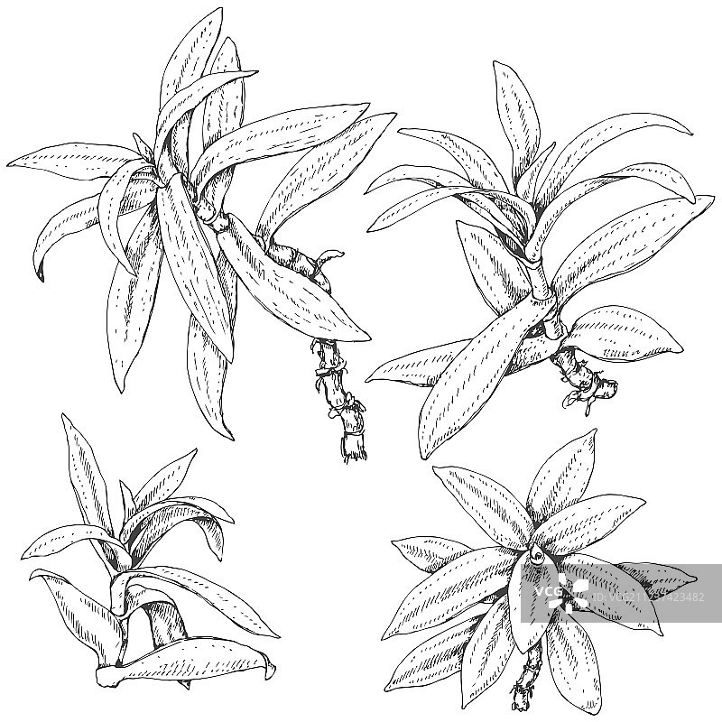 涂鸦吊竹梅图片素材