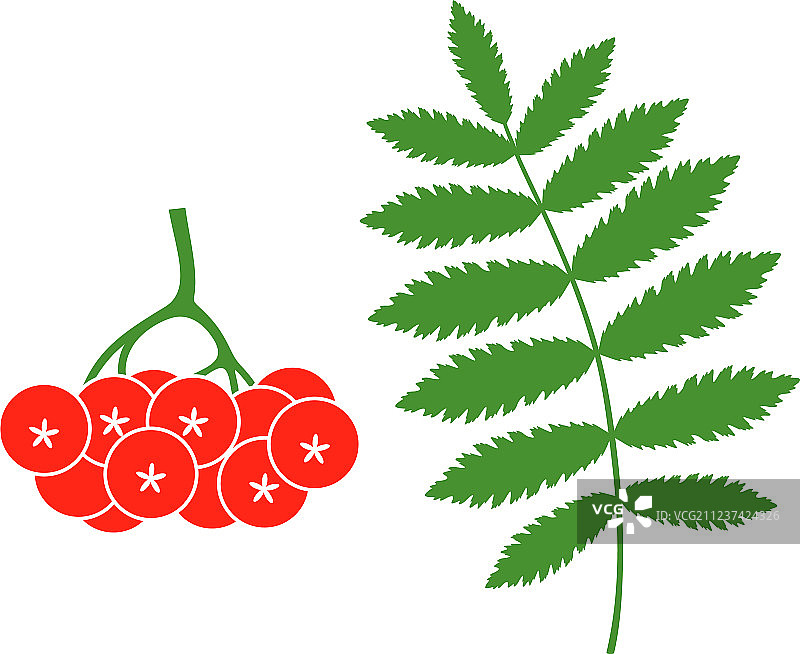 花楸树图片素材