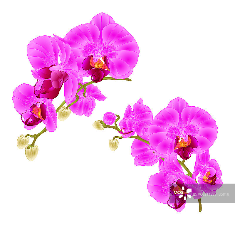 紫色兰花热带植物枝条图片素材