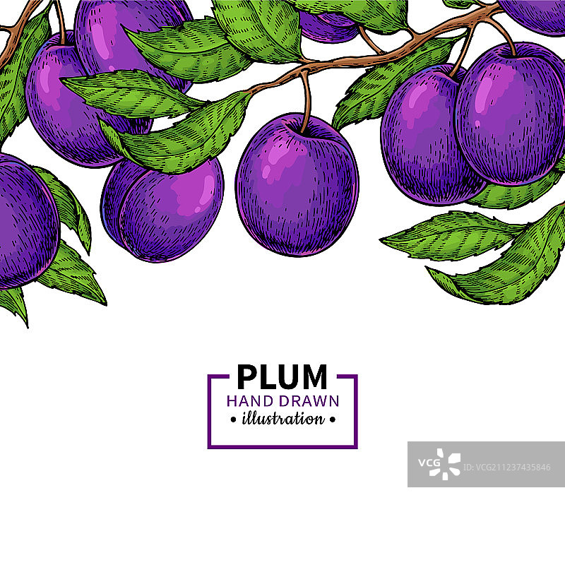 手绘梅花枝条边框（含独立水果元素）图片素材