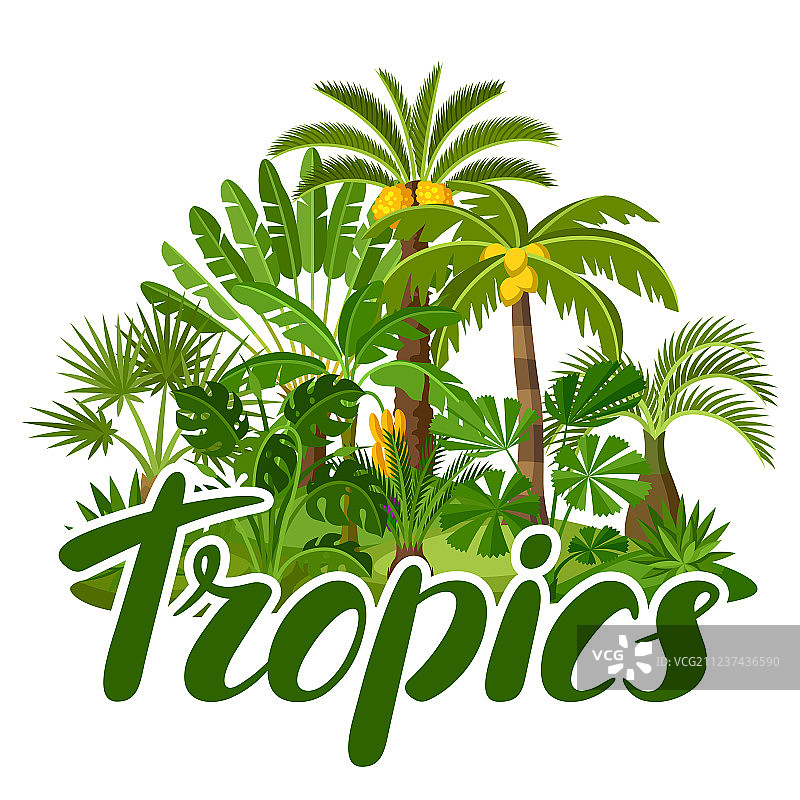 热带棕榈树异域风情卡片图片素材