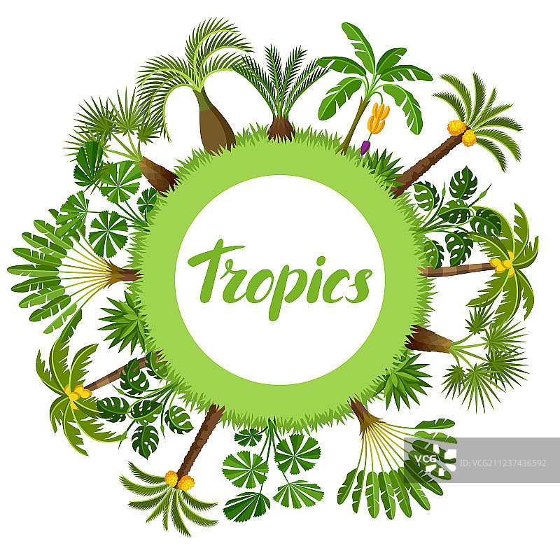 热带棕榈树异域风情卡片图片素材