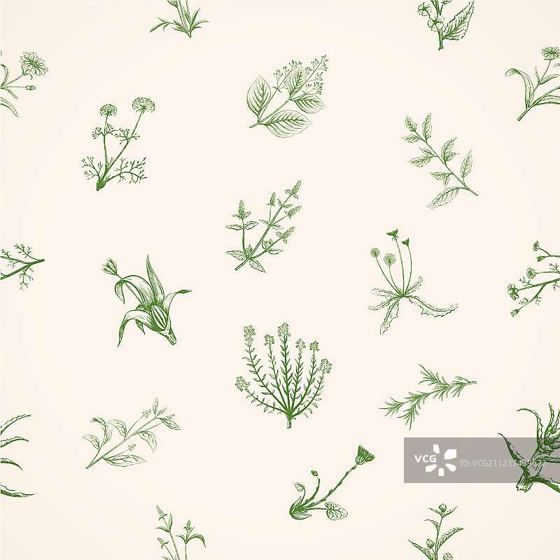 手绘素描：药用植物图片素材