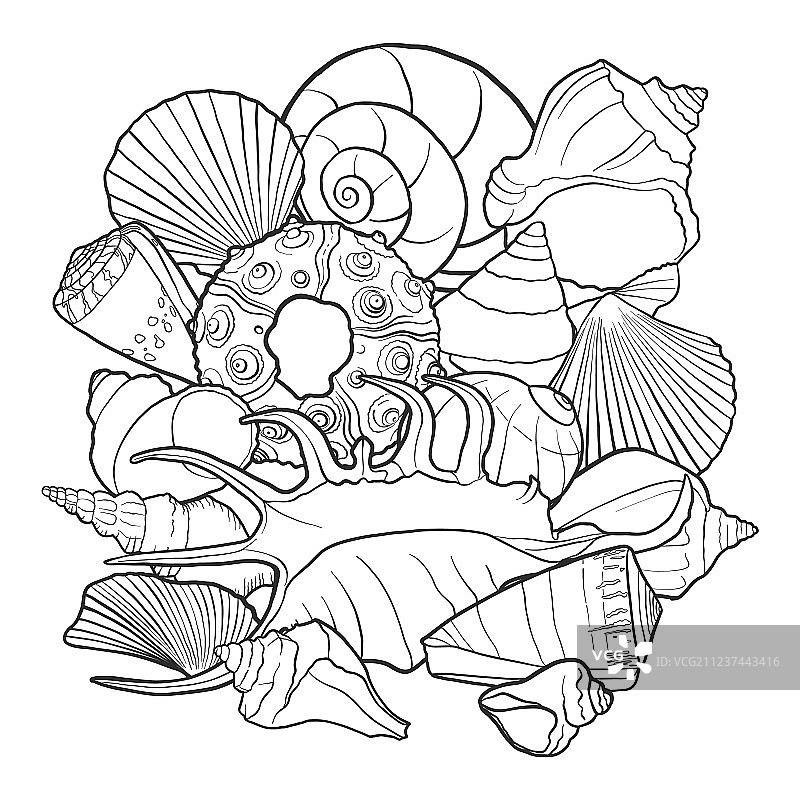 贝壳背景图片素材