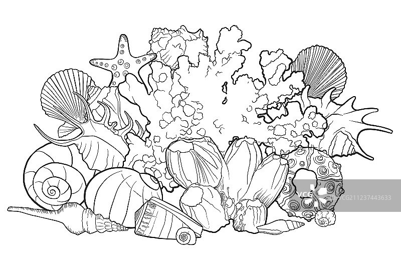 贝壳背景图片素材