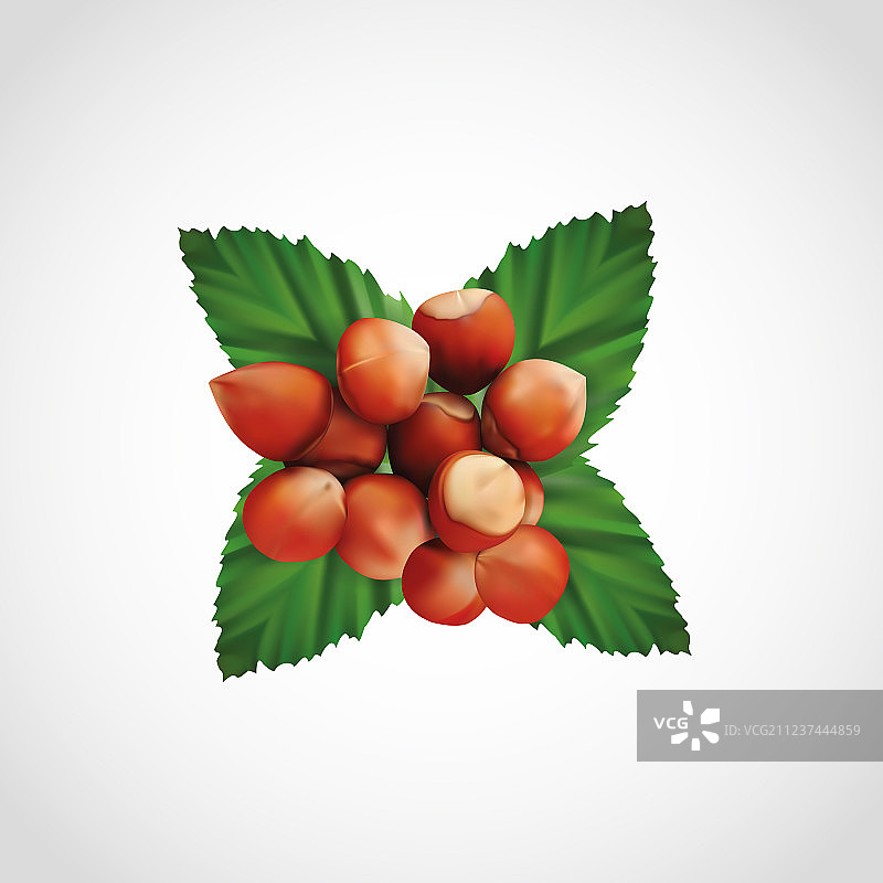 榛子和坚果叶逼真堆图片素材