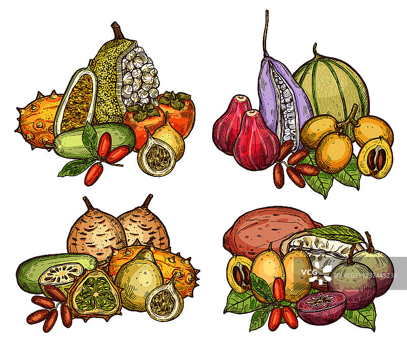 热带树木的奇异水果和浆果素描图片素材