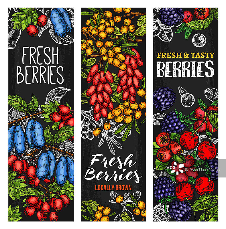 野生浆果或新鲜水果黑板banner设计图片素材