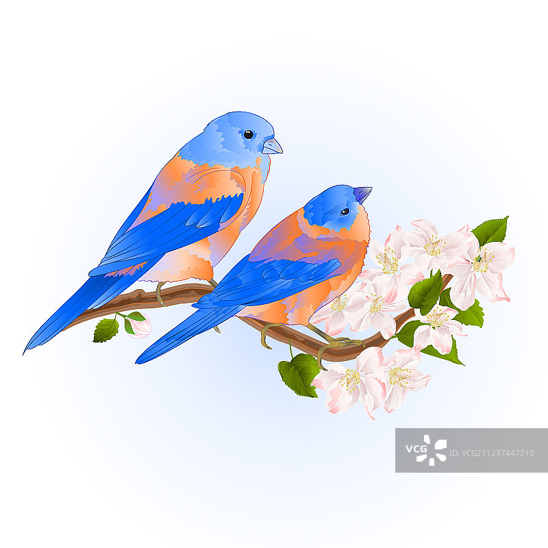 蓝鸟栖息在苹果上图片素材