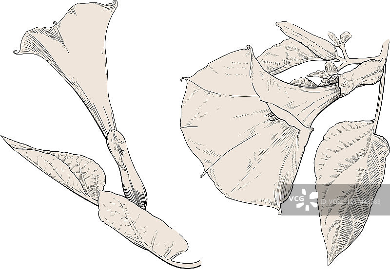 曼陀罗花图片素材