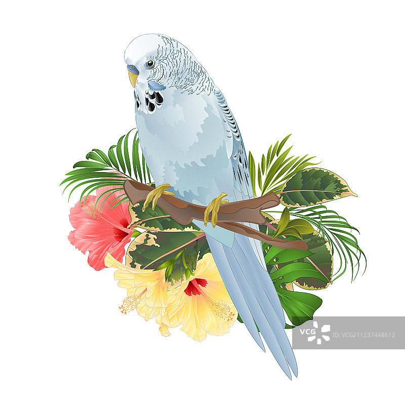 鸟类宠物：蓝色鹦鹉图片素材