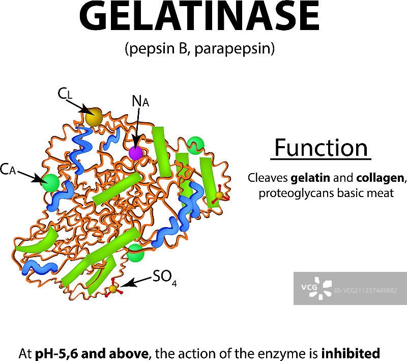 明胶酶分子化学式图片素材