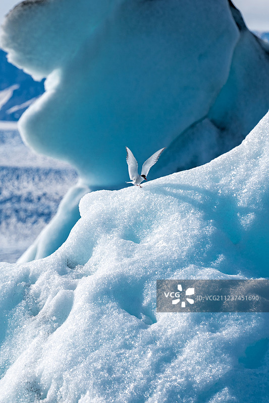 共影蹈 齐雪白图片素材