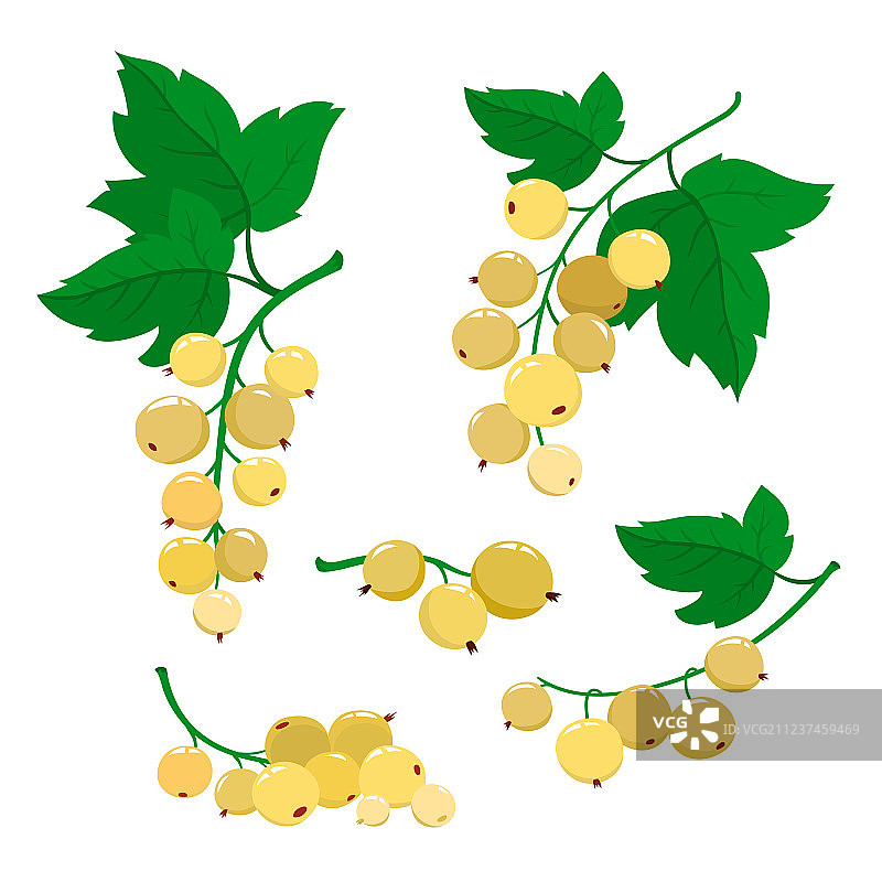 卡通白醋栗浆果合集图片素材