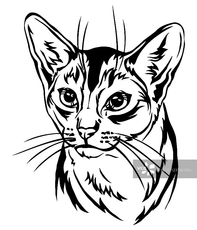 阿比西尼亚猫装饰画像图片素材