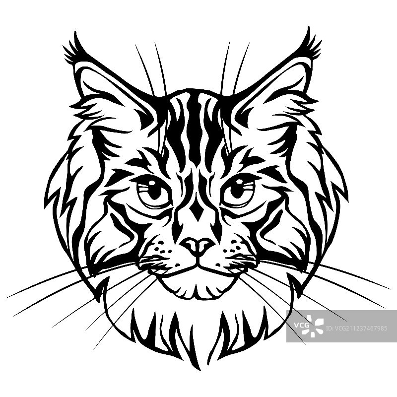 缅因猫装饰肖像图片素材