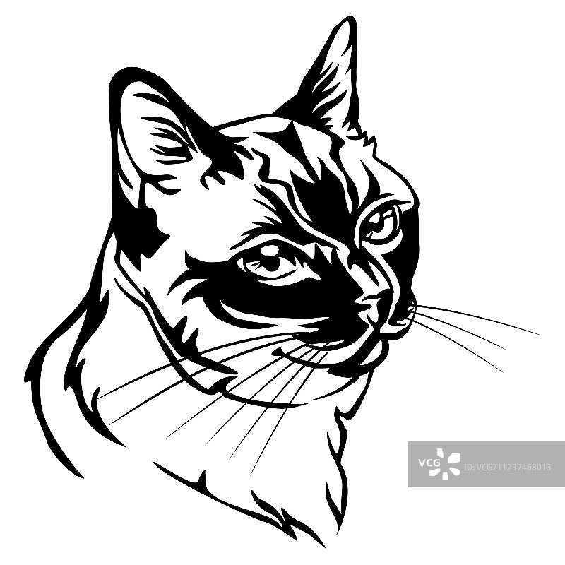 泰国猫装饰肖像图片素材