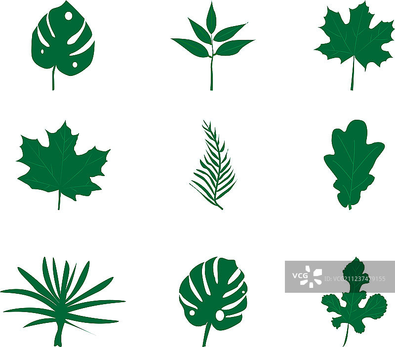 白色背景绿色树叶合集图片素材