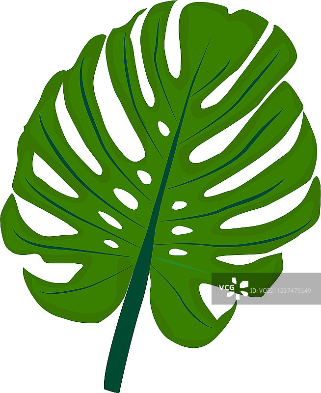 白色背景上的热带龟背竹图片素材