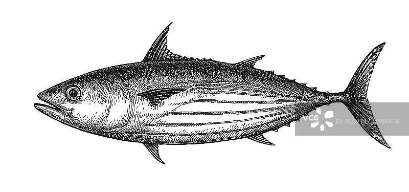 鲣鱼墨水素描图片素材