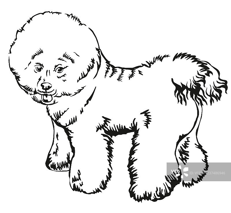 装饰性比熊犬站立姿势画像图片素材