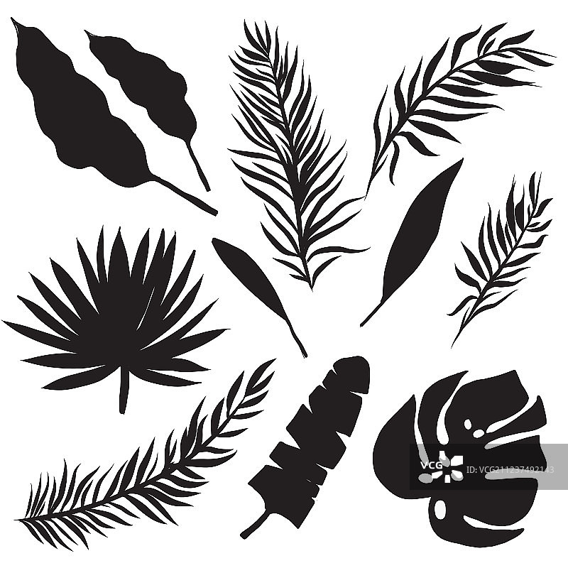 棕榈叶剪影合集图片素材