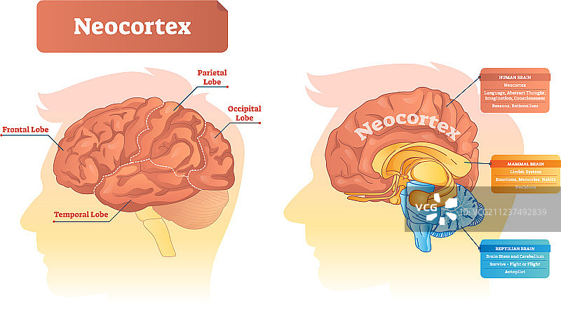 大脑皮层结构图图片素材