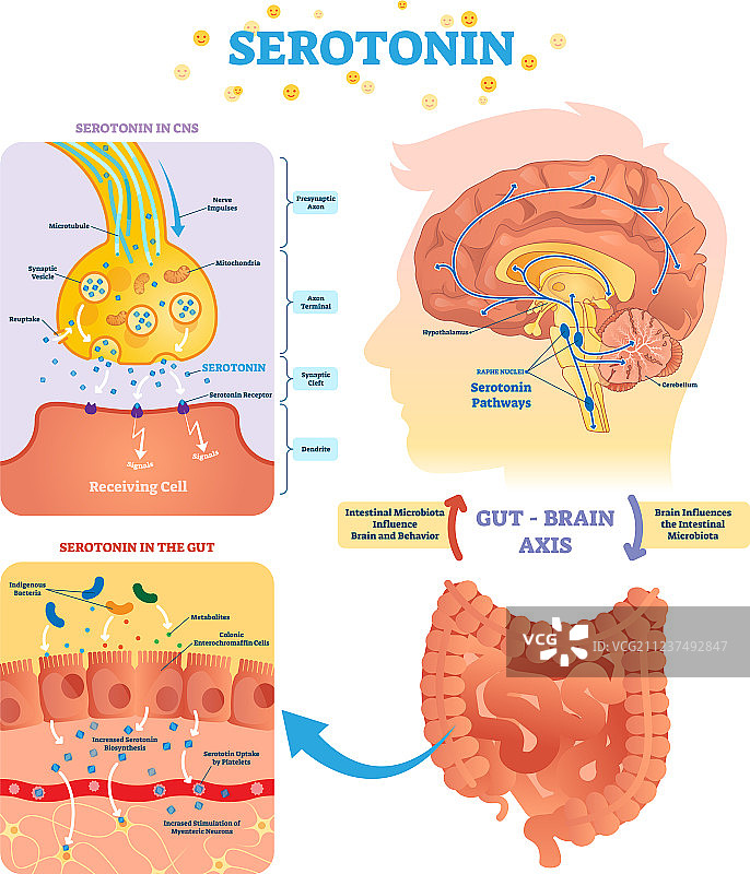 血清素枪和大脑轴图片素材