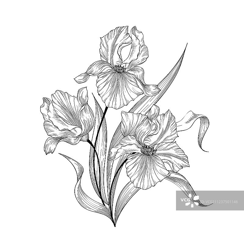 花束花卉鸢尾花贺卡图片素材