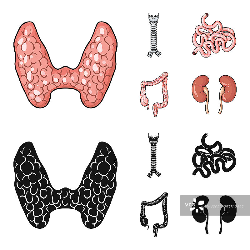 甲状腺脊柱小肠大肠图片素材