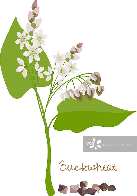 带花叶和谷物的荞麦图片素材