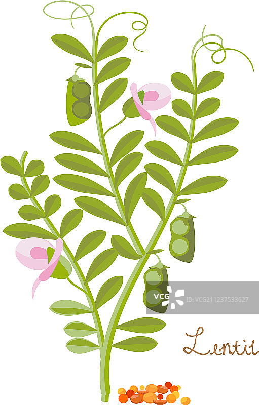 含叶子的谷物豆类扁豆植物图片素材