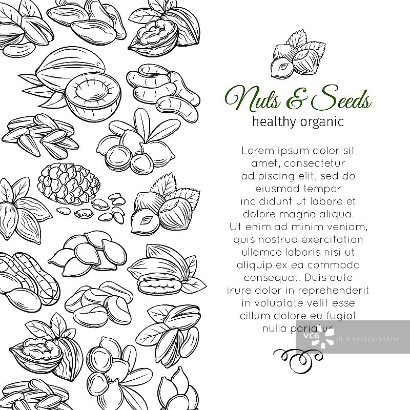 手绘坚果和种子素描图片素材