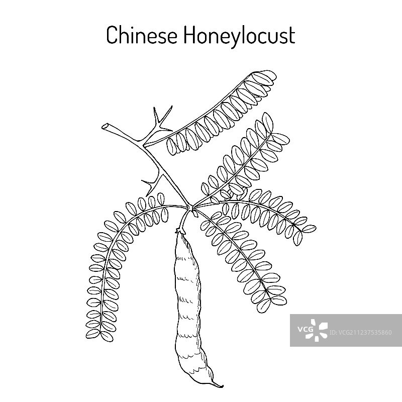 中药材皂荚图片素材
