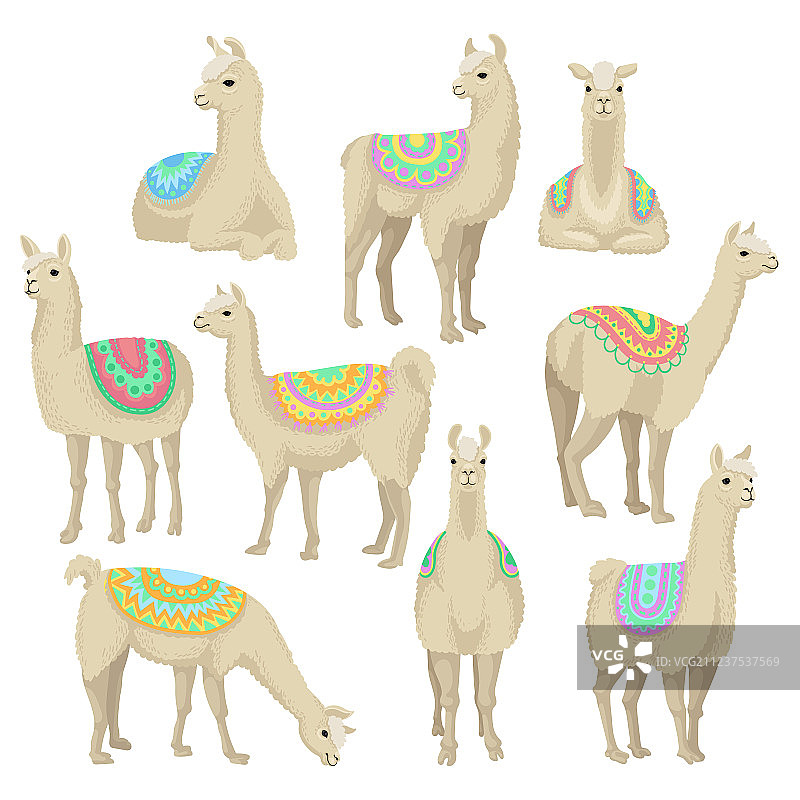 优雅的白色美洲驼图片素材