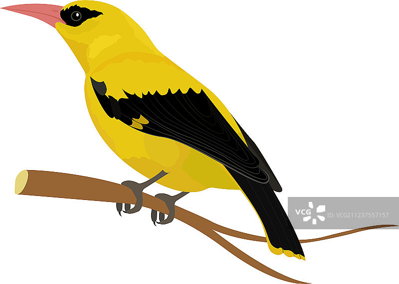 白底孤立的黄鹂鸟图片素材