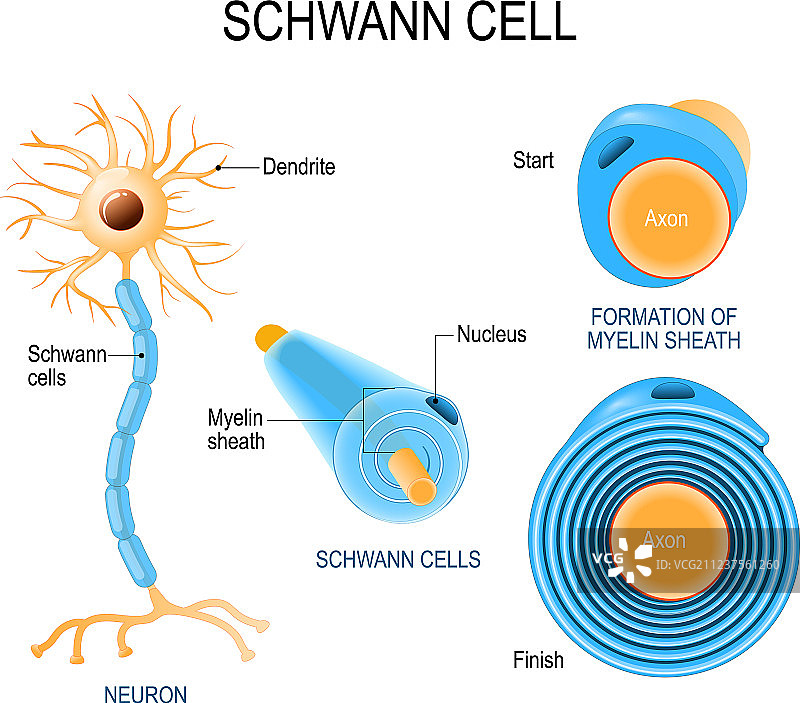 神经鞘细胞的施万细胞结构图片素材
