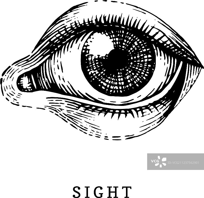 手绘人类视觉感官雕刻图标图片素材