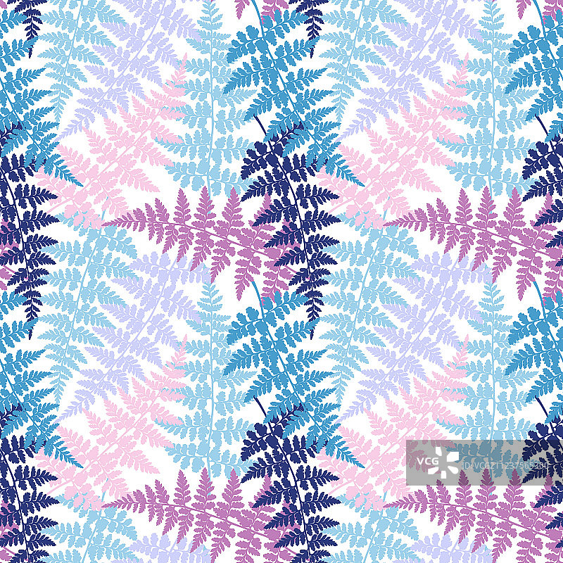 蕨类草本植物热带森林叶图片素材